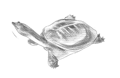 Soft-shelled Turtle