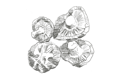 Dried Mushrooms